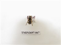 藏品(膜翅目(蜂))的圖片